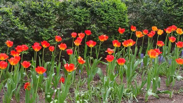 images/NY_tulips.jpg images/NY_tulips.jpg